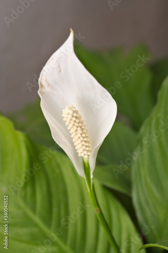 Close-up of the white flower of a peace lily
