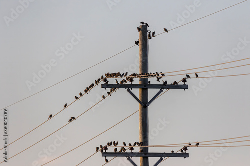 flocks of birds sitting on electric wires