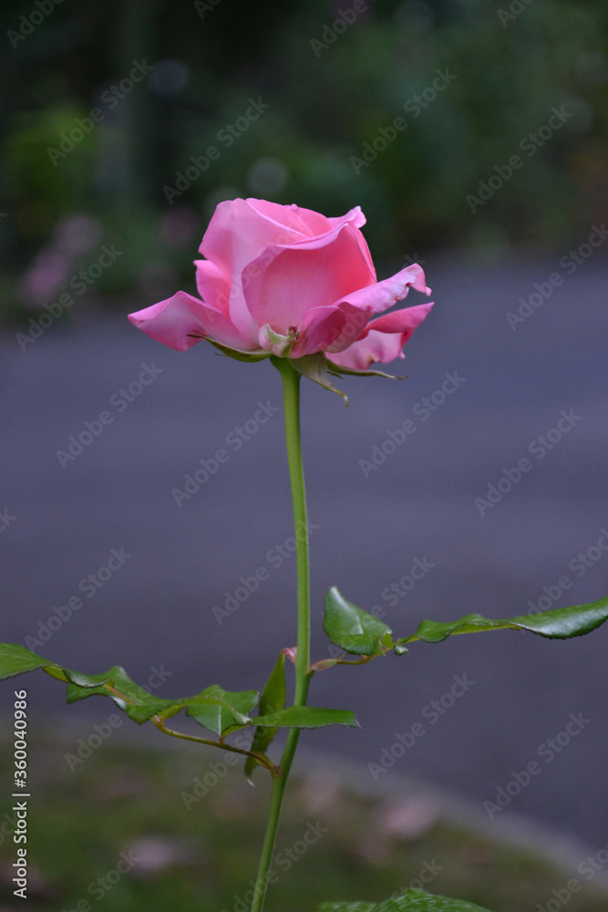 Colorful pink rose in the garden. Dark blurring background