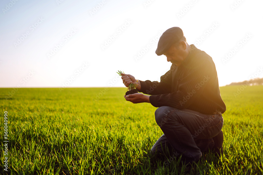 Farmer checks the wheat crop. Wheat seedling in the hand. Growth concept, Young sprout in springtime. Farmer checks the wheat crop. Wheat seedling in the hand. Growth concept, Young sprout in springtime.