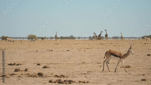 Panoramic shot of solitary springbok on dry African landscape with desert mirage shimmering in background. Nxai Pan Botswana.