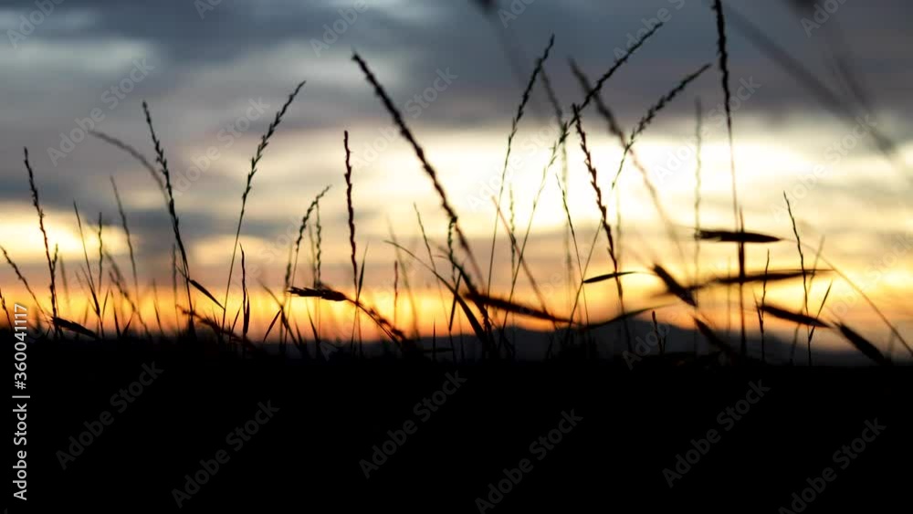 Reeds And Wild Grass Silhouette With Beautiful Sunset On The Background. Meadow Grass Silhouette At Sunset. - wide shot Reeds And Wild Grass Silhouette With Beautiful Sunset On The Background. Meadow Grass Silhouette At Sunset. - wide shot