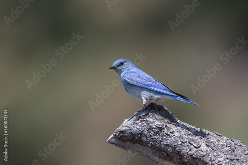 Mountain bluebird Perched © Feng Yu