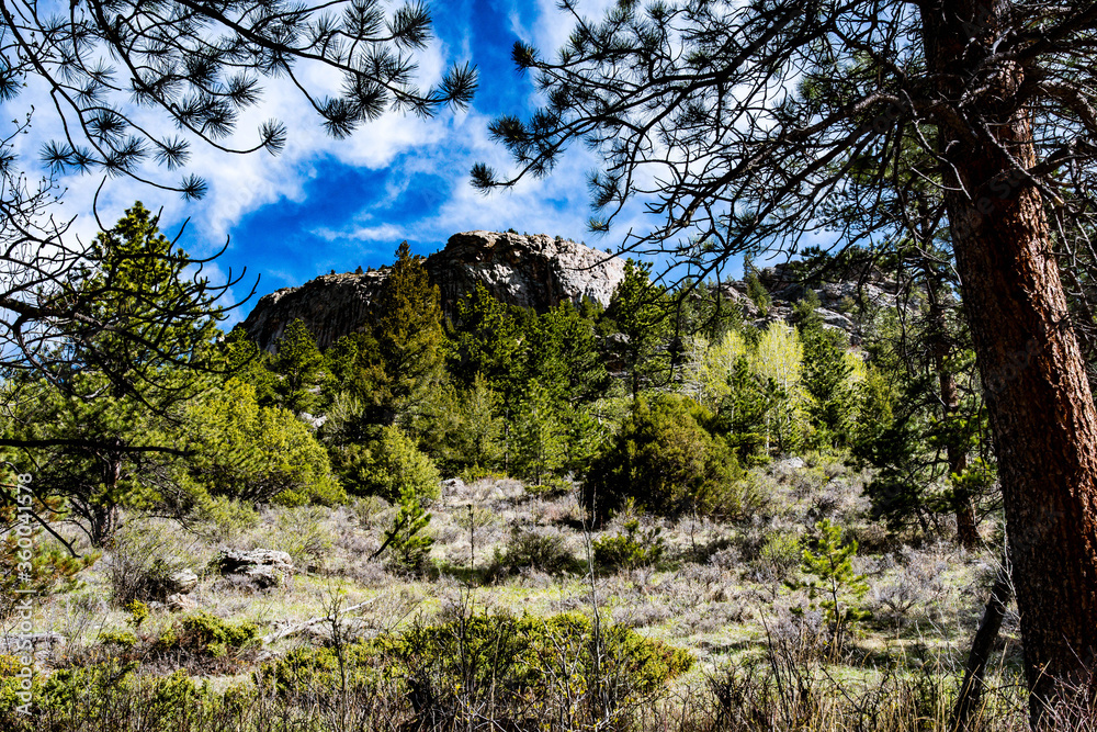 Obraz premium tree in the mountains