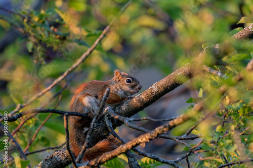 The small American red squirrel ,female on the park.