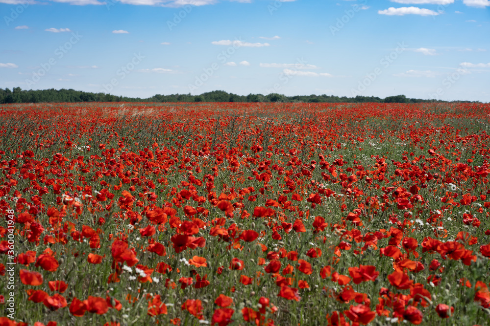Red poppy flowers meadow. Red field with blue sky. Sunny day in Poland, West Pomerania, Szczecin, Przecław Red poppy flowers meadow. Red field with blue sky. Sunny day in Poland, West Pomerania, Szczecin, Przecław