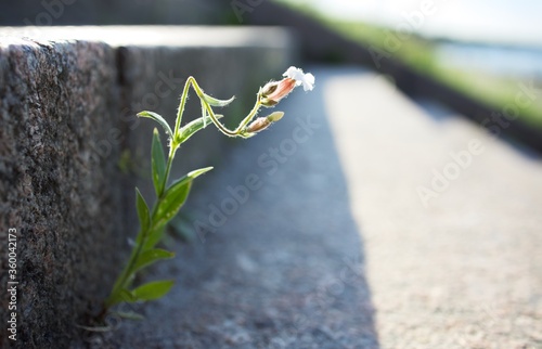 Flower in stone