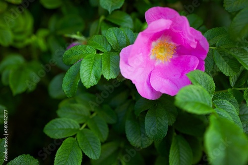 pink and purple