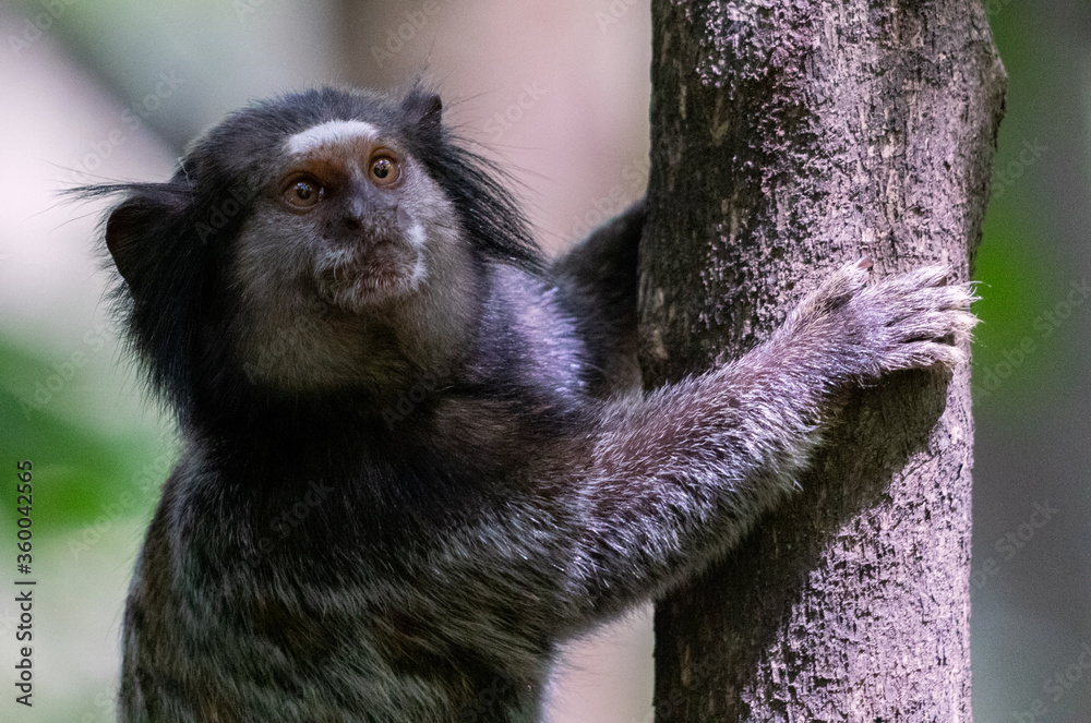 Naklejka premium monkey climbing a tree - mico-estrela