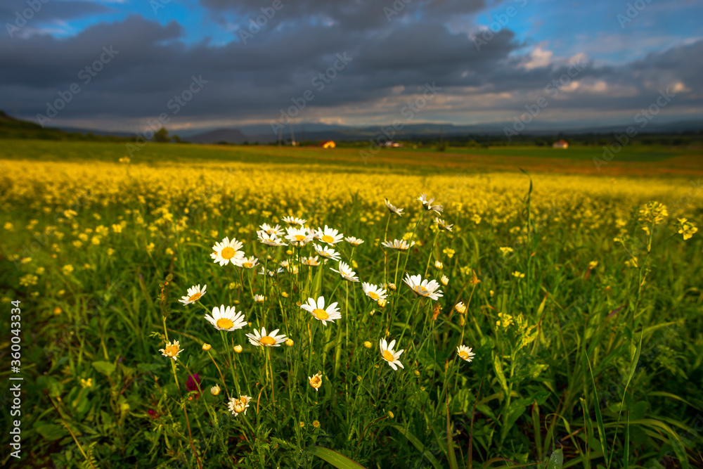 Fototapeta premium field of dandelions
