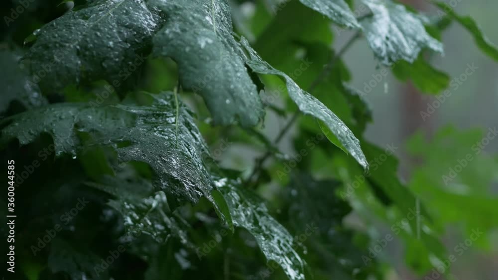 Heavy rain falling on leaves of oak tree