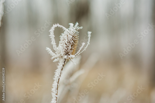 dry grass in the wind covered with frost