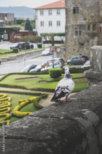 An watching pidgeon when you less expect