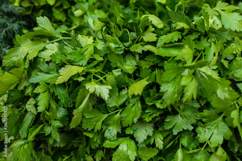 Wallpaper Mural Parsley leaves. Green leaves. Parsley growing in the garden. Close-up, Growing herbs. Horizontal photo. Torontodigital.ca