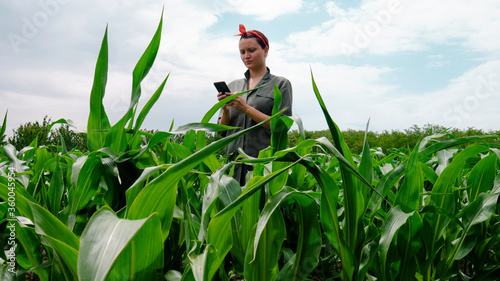 Female farmer uses a mobile phone in agricultural corn field.