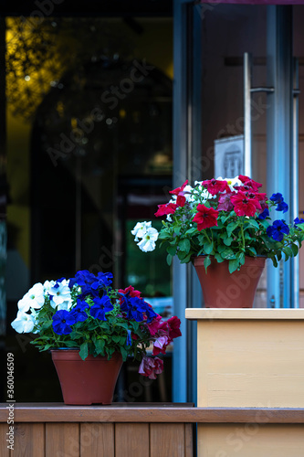 the window of a summer cafe decorated with pots of multicolored petunias