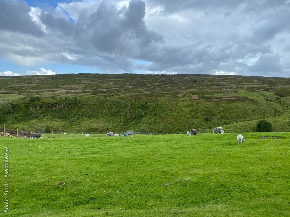 Sheep, with stained blue markings, in a large field, with moorland in the background in, Kildkwick, Keighley, Uk