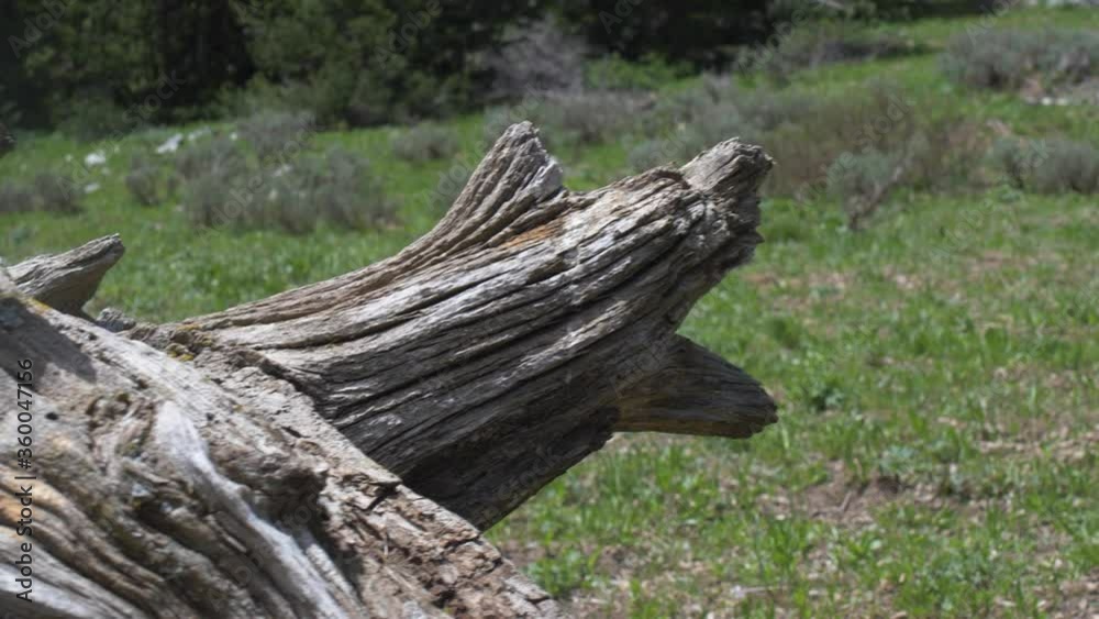 A large,dry, piece of wood laying on the ground in the forest. A large,dry, piece of wood laying on the ground in the forest.