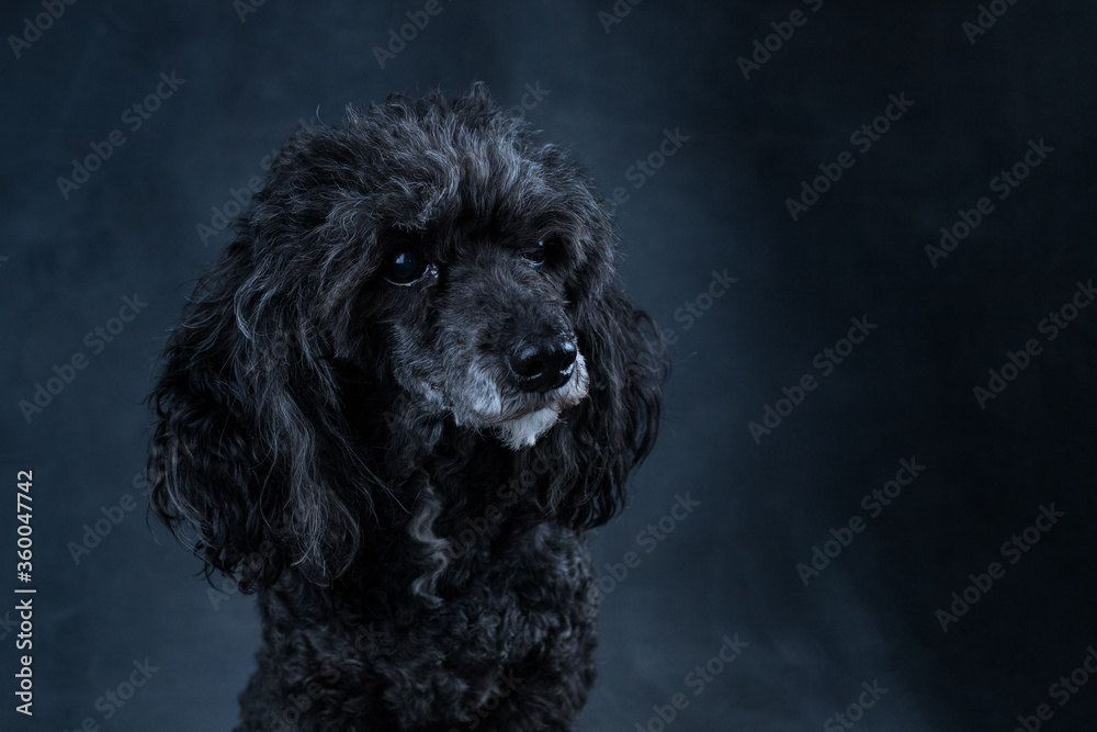Perro raza pequeña french poodle. perro de casa negro Perro raza pequeña french poodle. perro de casa negro