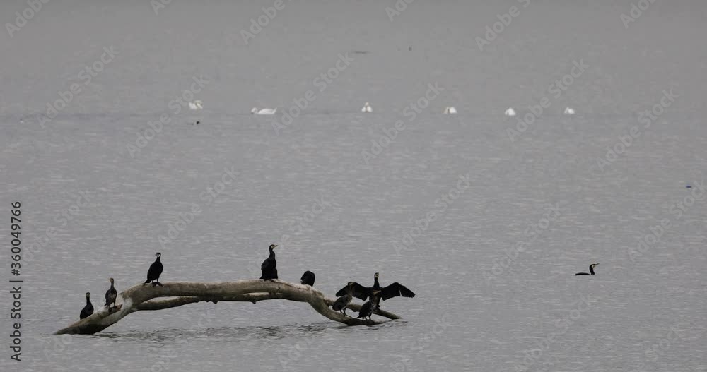a small flock of cormorant birds standing still on a trunk in the middle of the river