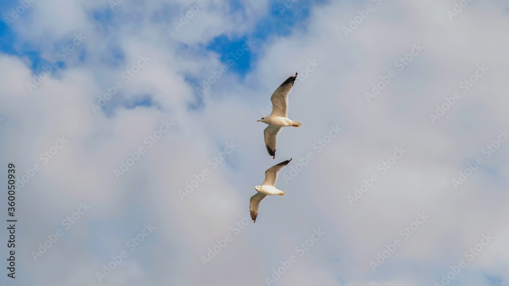 Obraz premium White seagulls against the evening sky of Istanbul.