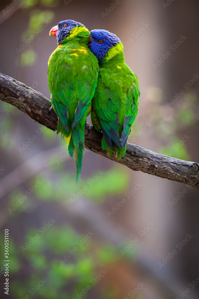 A pair of Rainbow Lorikeets being romantic on a tree branch (Trichoglossus haematodus) A pair of Rainbow Lorikeets being romantic on a tree branch (Trichoglossus haematodus)