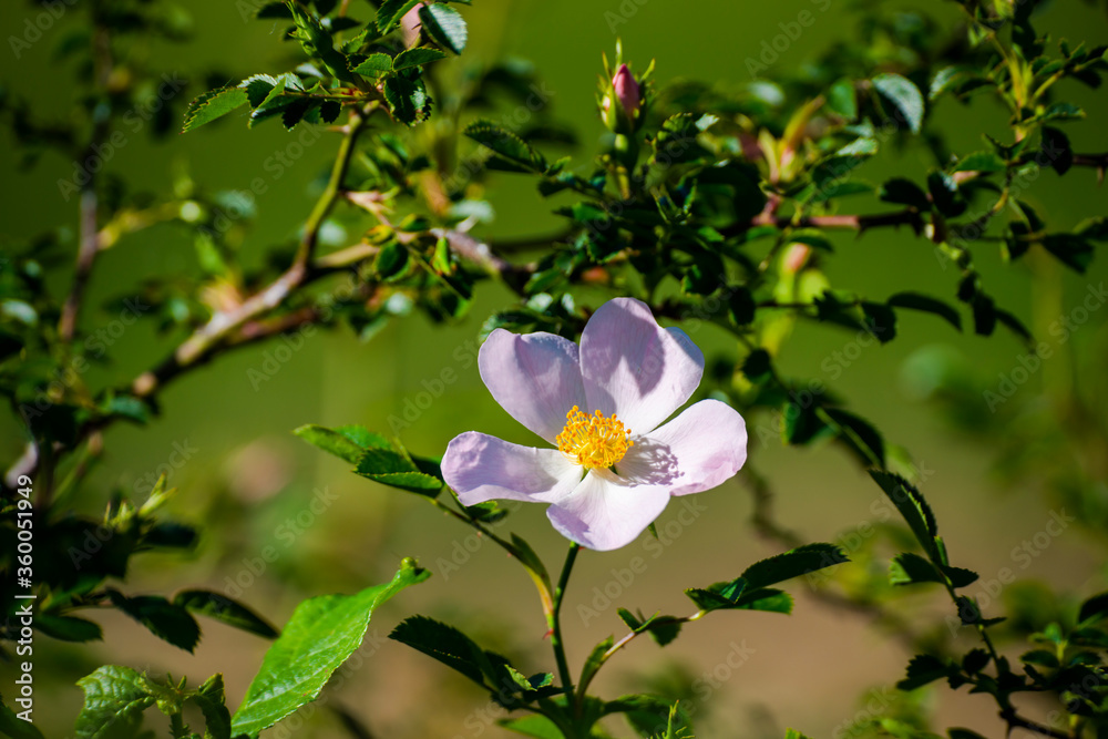 Wild spring flowers in the grass field