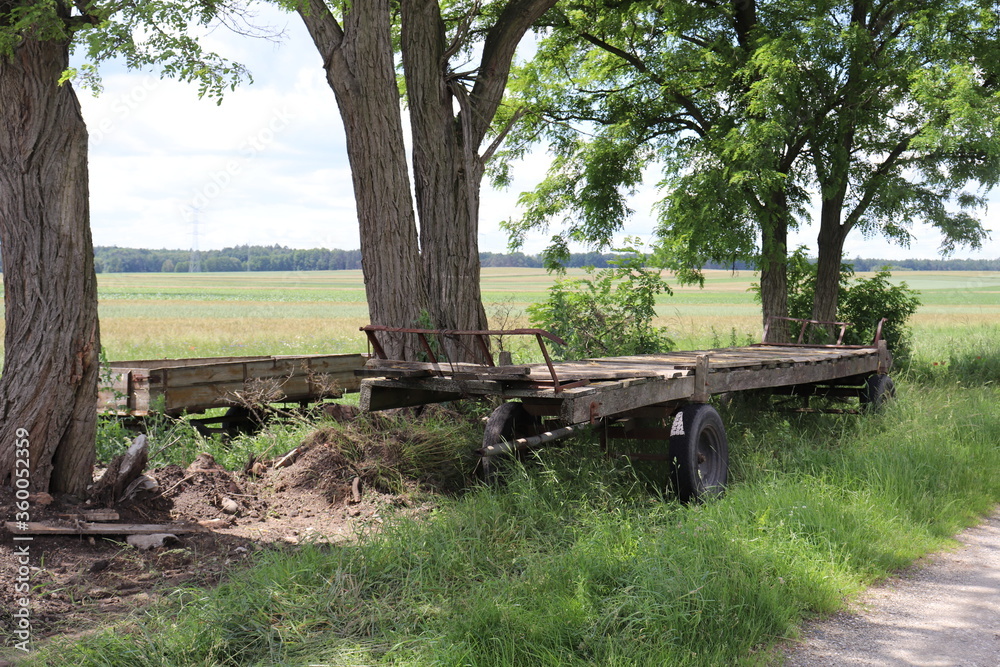 wooden car in the forest