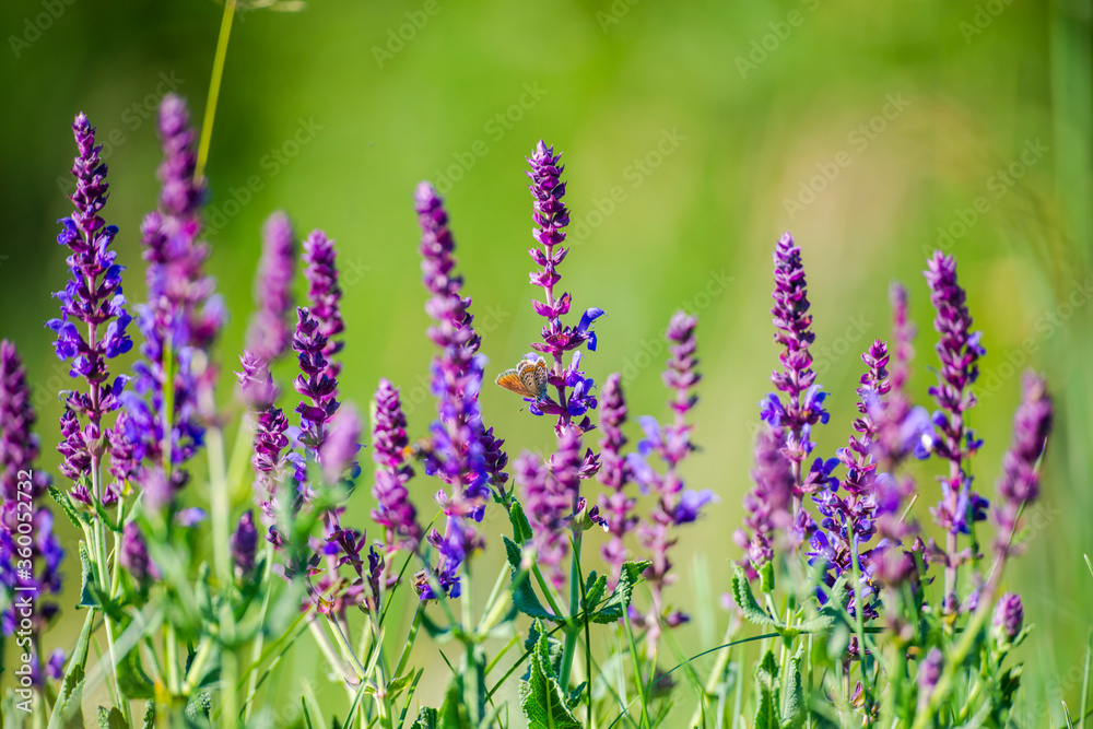 Wild spring flowers in the grass field Wild spring flowers in the grass field