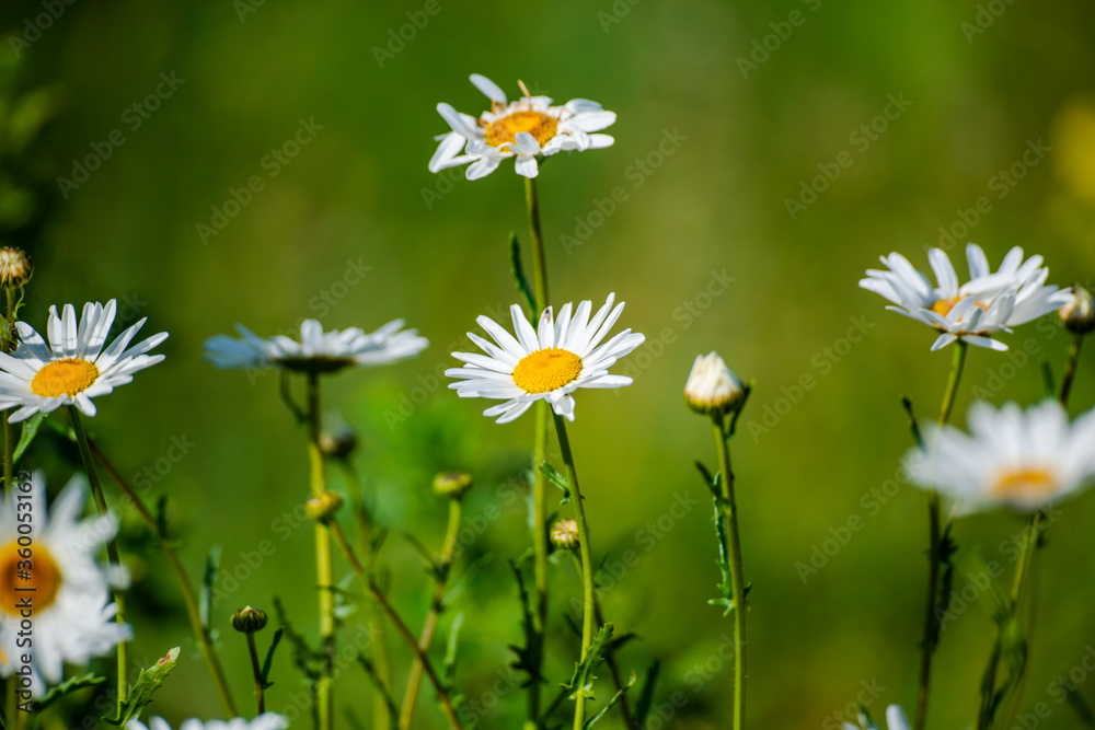 Wild spring flowers in the grass field Wild spring flowers in the grass field