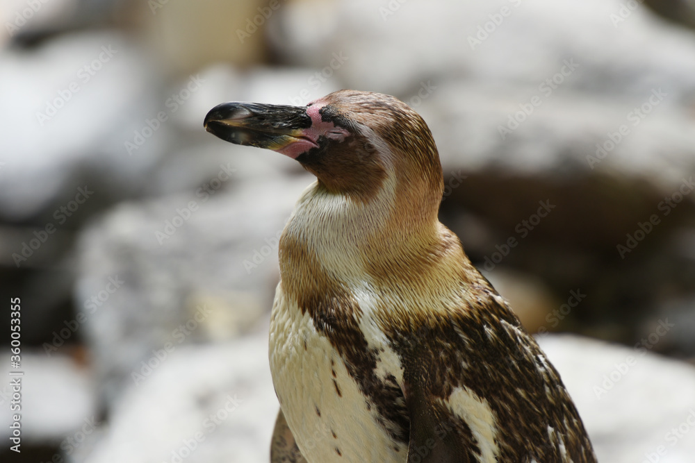 Fototapeta premium penguin