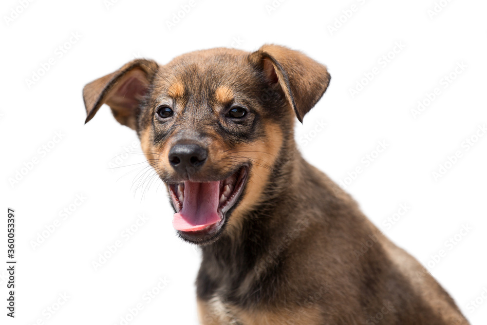 portrait Little funny dog puppy on a white isolated background. portrait Little funny dog puppy on a white isolated background.