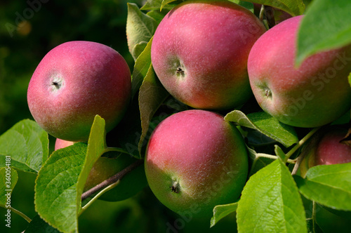 Close up of Macintosh apples on a tree in Colborne Ontario Northumberland County photo