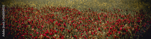 red and green grass