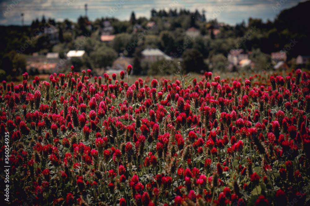 field of tulips - obrazy, fototapety, plakaty 