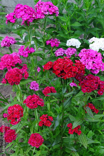 Dianthus barbatus. Blooming turkish carnation. Summer flowers. William dianthus. Flowers in the garden © Michail