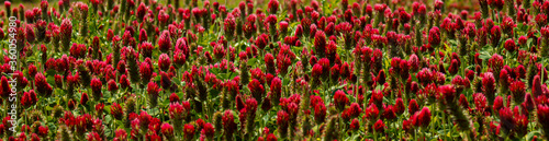 red green grass