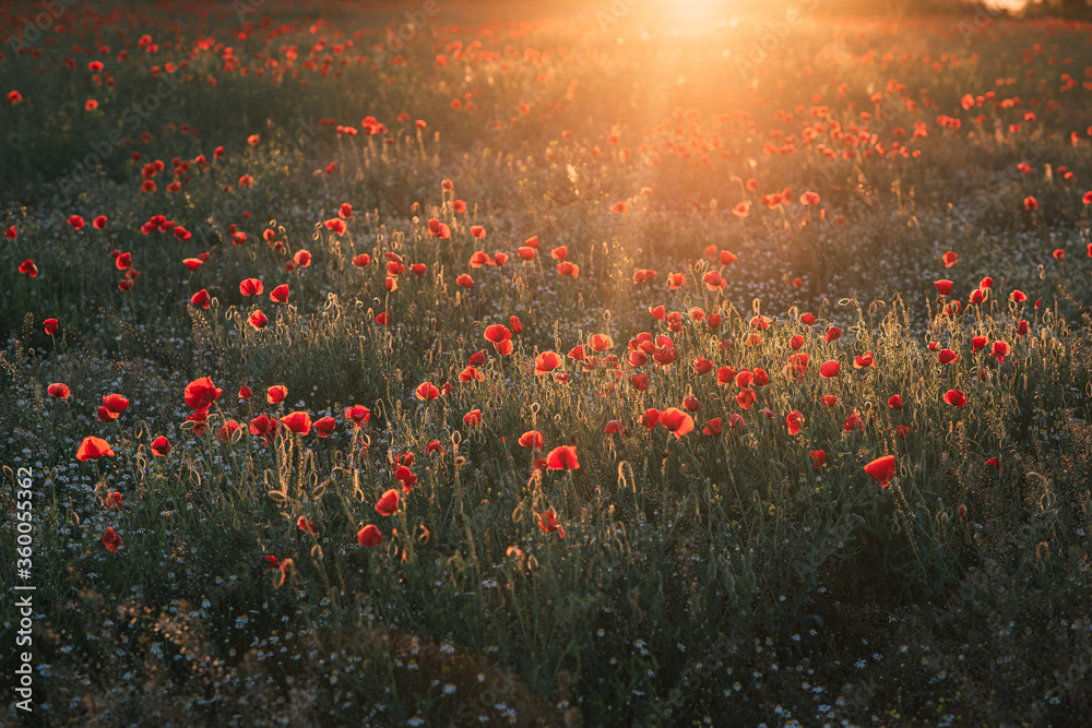 field of poppies in the sunset - obrazy, fototapety, plakaty 