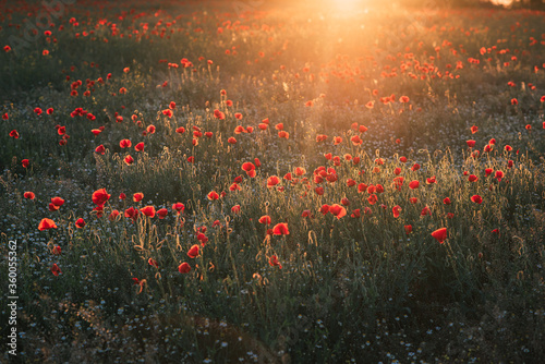 field of poppies in the sunset © Marius Igas