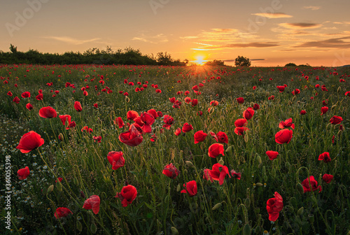 poppy field at sunset © Marius Igas