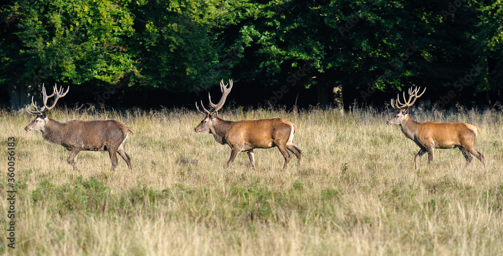 Naklejka premium Red deer, red deer