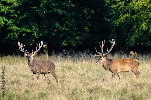 Red deer  red deer