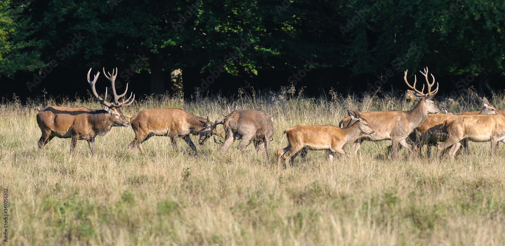 Red deer, red deer Red deer, red deer