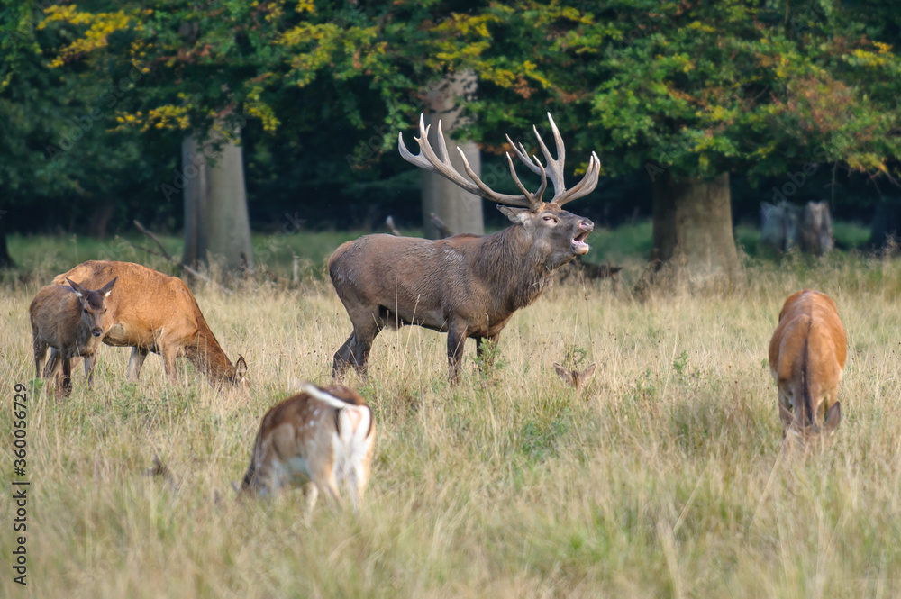 Red deer, red deer Red deer, red deer