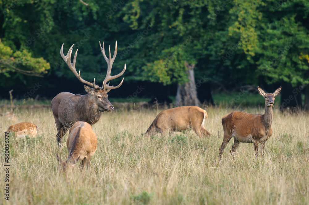 Red deer, red deer Red deer, red deer
