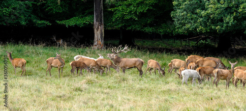 Red deer, red deer