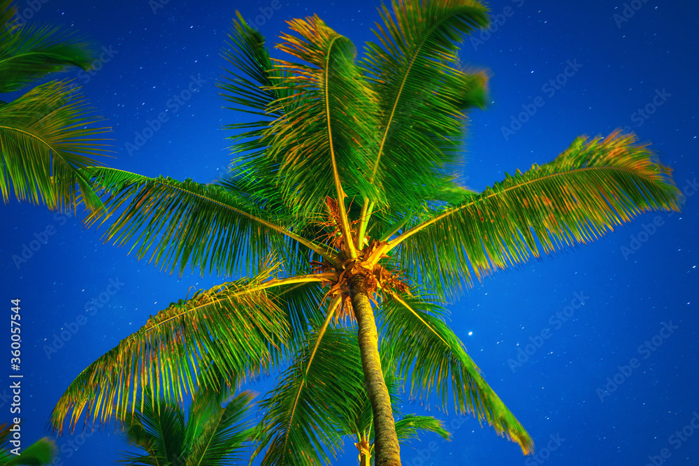 Coconut palm trees perspective view at night
