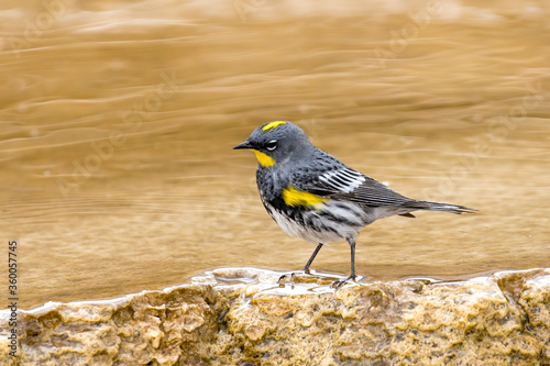 Cute yellow rumped warbler. photo