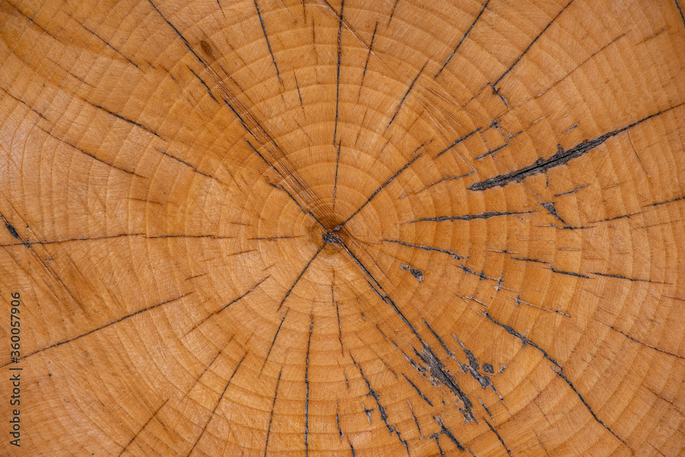 Fototapeta premium cross section of tree trunk