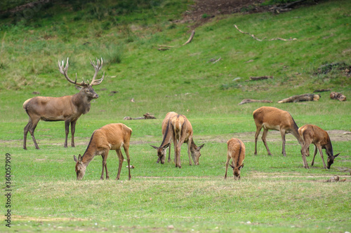 Fototapeta Naklejka Na Ścianę i Meble -  Red deer, red deer
